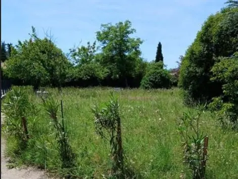 Avant : tonte d'une pelouse envahie par les herbes hautes