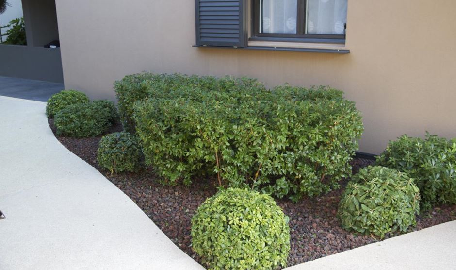 taille d'arbuste en sud ardeche, joyeuse, grospierres, vallon pont d'arc, beaulieu, aubenas et alentours